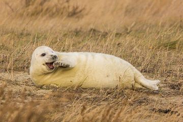 Lachende zeehond van Gerald Schuring