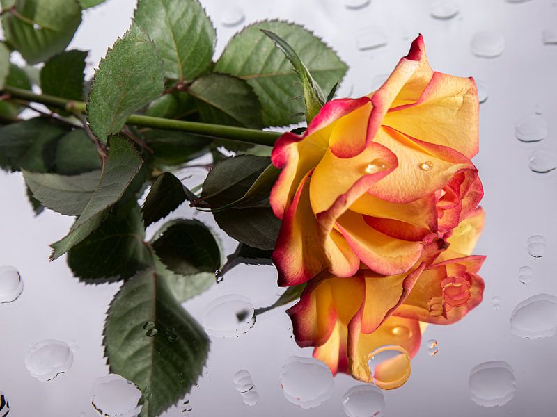 The fallen rose by Marjolijn van den Berg