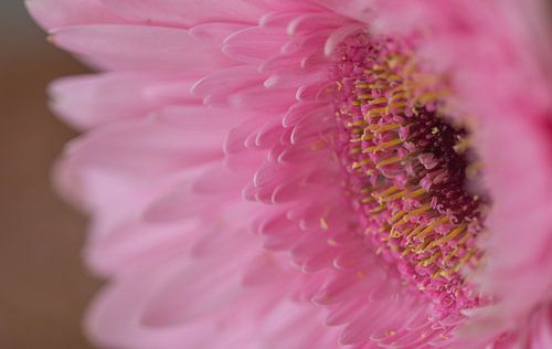 Rose gerbera, snijbloem
