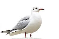 Black-headed gull in the winter dress