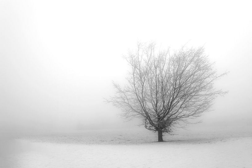 Lonely tree by Annick Cornu