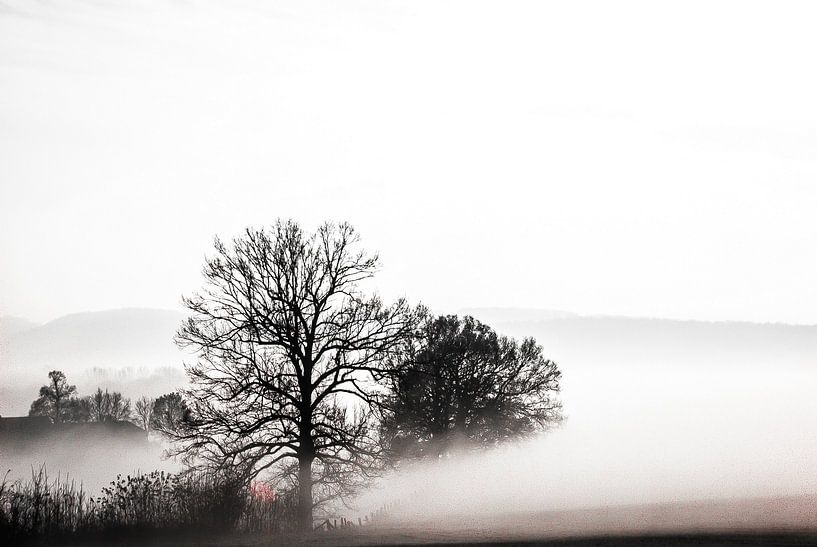 Morning Mist by Norbert Sülzner