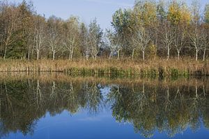 Natur mit einem Grundwasserspiegel