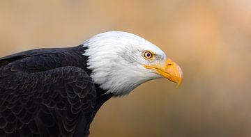 Weißkopfseeadler von Rianne van Diemen