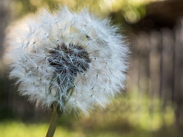 Fluffy Dandelion in the Green