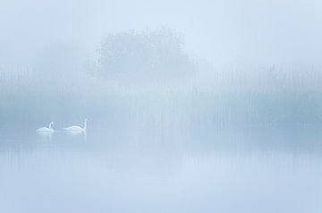 Swans during foggy sunrise (Groningen) by Marcel Kerdijk