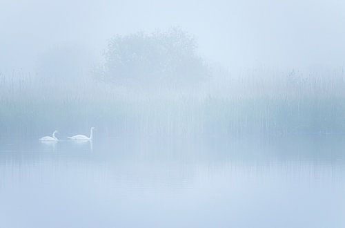 Swans during foggy sunrise (Groningen)