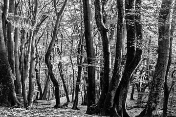 Black & White forest van Ilya Korzelius