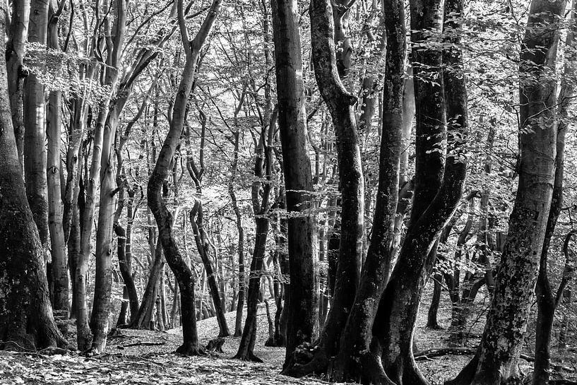 Black & White forest by Ilya Korzelius