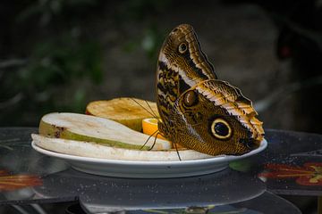 Close up etende Vlinder van Patrick Verhoef
