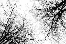 Natur erreichen von Twan Poulain