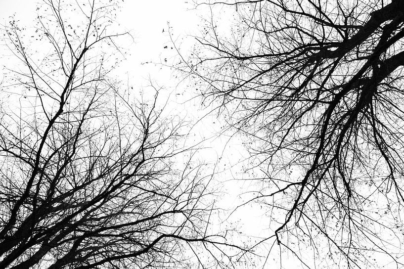 nature reaching by Twan Poulain