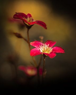 Rode bloemen van Marcus Lanz