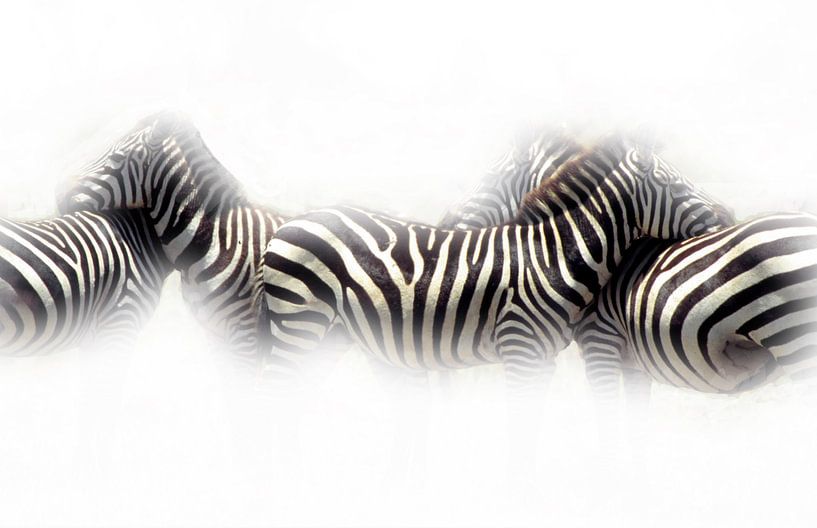 Zebra's von Ronald Wilfred Jansen