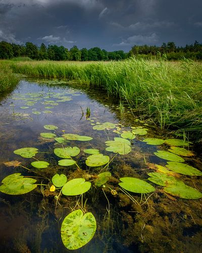 Tussen de buien door