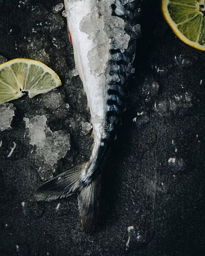 Makrele, 2018 von Sander van der Veen