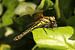 Essen Heidelibelle mit einer Beute gefangen von Shot it fotografie