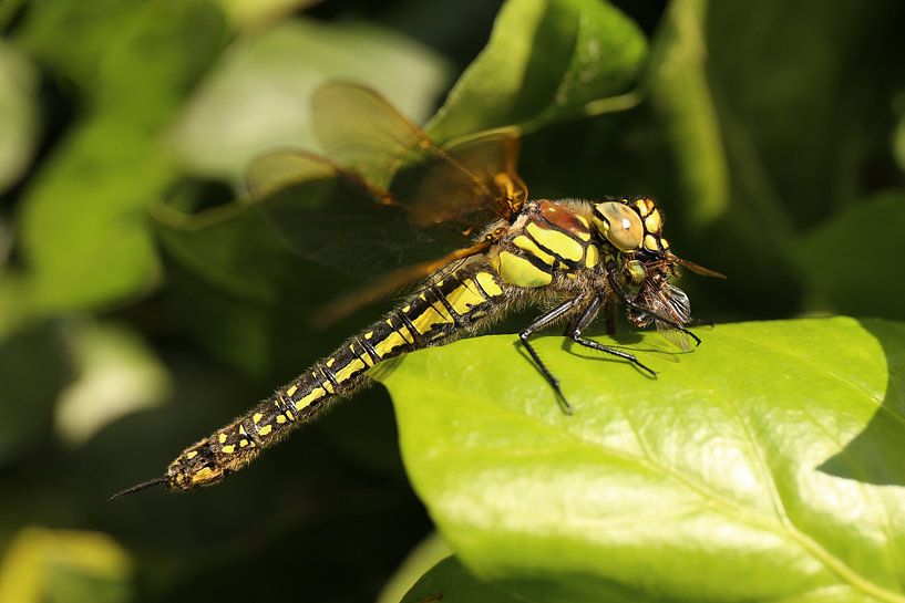 Etende heidelibel met een gevangen prooi van Shot it fotografie