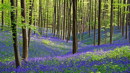 Hyazinthen in voller Blüte im Hallerbos in Belgien