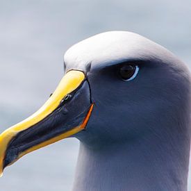 Northern Buller's Albatross, Thalassarche bulleri platei van Beschermingswerk voor aan uw muur