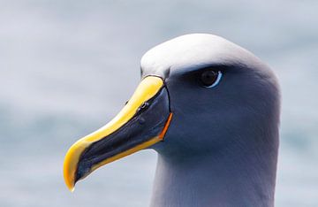 Nördlicher Bullerbü-Albatros, Thalassarche bulleri platei von Beschermingswerk voor aan uw muur