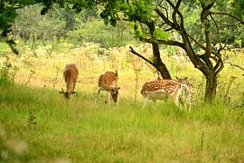 Damherten by Arno-Jan Boere