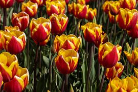 tulipes