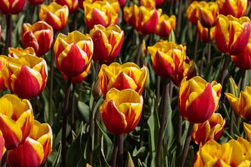 Tulpen von Barry van Strien