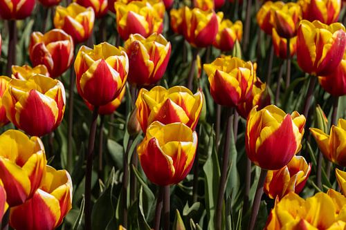 tulpen
