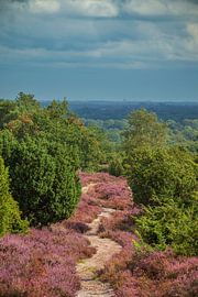 Blooming Heather plants in Heathland landscape during summer by Sjoerd van der Wal Photography