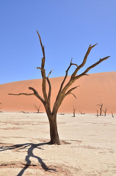 Vieil arbre par Andreas Muth-Hegener