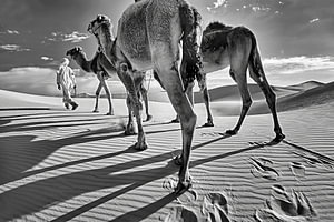 Sahara-Wüste. Beduinen mit Kamelen.