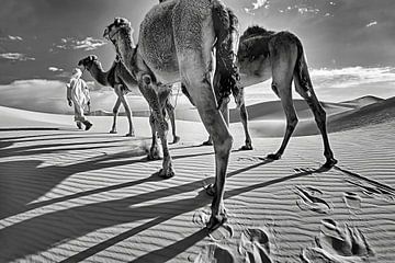 Sahara-Wüste. Beduinen mit Kamelen.