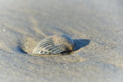Schelp op het strand
