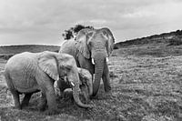 Portret van gezin Afrikaanse olifanten (Loxodonta)