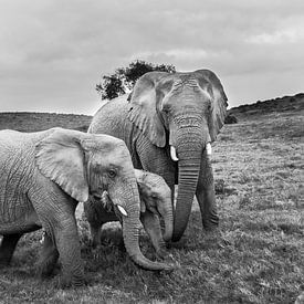 Portrait of family African elephants (Loxodonta) by Remco Donners