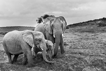 Portret van gezin Afrikaanse olifanten (Loxodonta) van Remco Donners