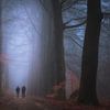 Misty forest walk by Moetwil en van Dijk - Fotografie