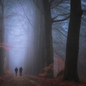 Promenade en forêt brumeuse sur Moetwil en van Dijk - Fotografie