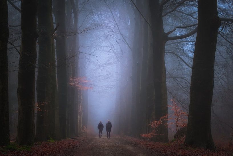 Promenade en forêt brumeuse par Moetwil en van Dijk - Fotografie