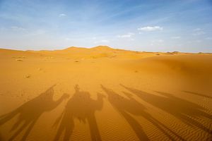Schaduwen van Kamelen in Marokko van Eline Chiara