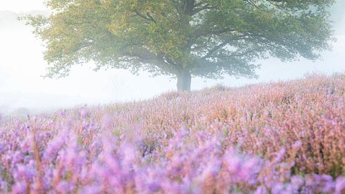 Blühendes Heidekraut auf der Posbank von Sander Grefte