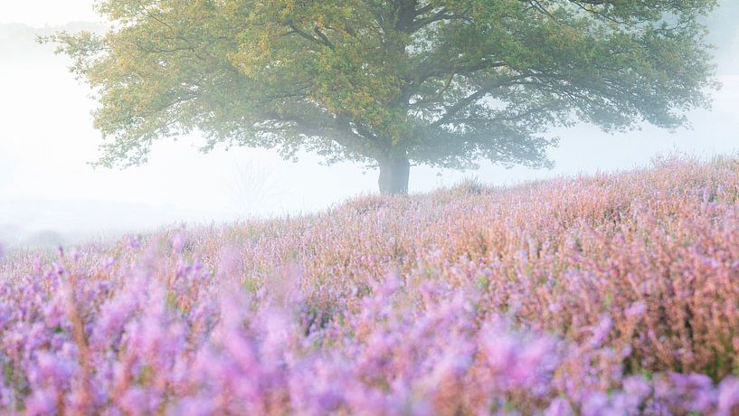 Flowering heather on the Posbank by Sander Grefte