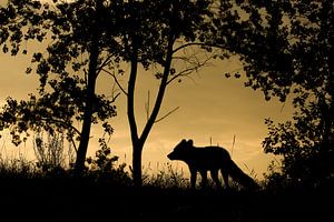 Renard au coucher du soleil