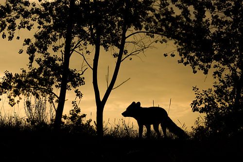 Vos tijdens de zonsondergang van Andius Teijgeler