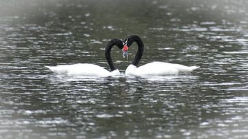 Black-necked swans in love make a heart by Christian Peters