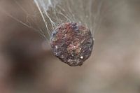 Nail rusted