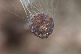 Spijker verroest van Agnes Meijer