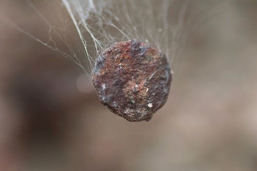 Spijker verroest van Agnes Meijer