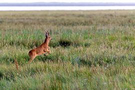 Roebuck op Juist van Dirk Rüter